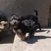 Meny sucht ein neues Zuhause