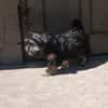 Meny sucht ein neues Zuhause