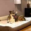 Verliebst du dich in Chicco?