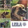 LEILA * gutmütige liebevolle Hündin