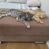 Chuck & Hank zwei liebevolle Kater
