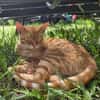 Chuck & Hank zwei liebevolle Kater