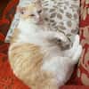 Ruhiger Schmusekater Fer