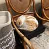 Ruhiger Schmusekater Fer