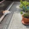 Ruhiger Schmusekater Fer