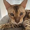 Taiga sucht neues Zuhause