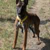 Stella ist sportlich und intelligent