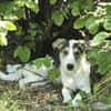 Benji - sanfter Junghund mittelgroß lieb