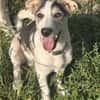 Benji - sanfter Junghund mittelgroß lieb
