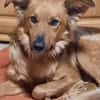 Traumhund sucht tolles Zuhause!