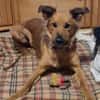 Traumhund sucht tolles Zuhause!