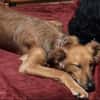 Traumhund sucht tolles Zuhause!