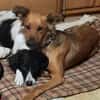 Traumhund sucht tolles Zuhause!