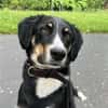 Kiro ein toller Appenzeller Mix