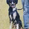 Kiro ein toller Appenzeller Mix