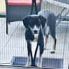Kiro ein toller Appenzeller Mix