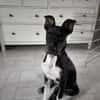 Benni, intelligenter Welpe sucht Zuhause