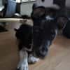 Benni, intelligenter Welpe sucht Zuhause