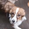 Lilli🧡🧡🧡schönes Plätzchen gesucht