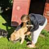 Dina - Familienhund