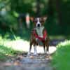 lustiges, kleines Kerlchen -Percy-