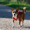 lustiges, kleines Kerlchen -Percy-
