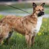 Traum Familienhund