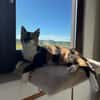 Cookie aus dem Tierschutz