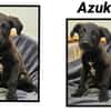 AZUKI