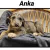 ANKA