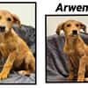 ARWEN (Réservée)