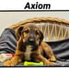 AXIOM(Réservé)