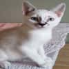 Didou