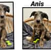 ANIS