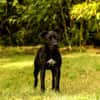 Cassia