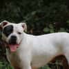 TYSON