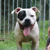 TYSON