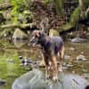 Bobby, doux chien des îles