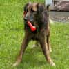 Bobby, doux chien des îles