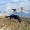 Bobby, doux chien des îles