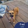 Foxi