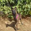 BABETTE  (Animalea)