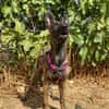 BABETTE  (Animalea)
