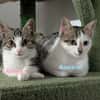 AUSTRAL et ALOEE  DOUBLE ADOPTION