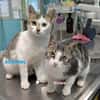 AUSTRAL et ALOEE  DOUBLE ADOPTION