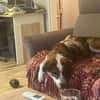 Verschmuste Nelly❤ sucht liebes Heim