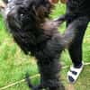 Dackel Mix Rüde, 1 Jahr