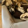 💙 Lieber Junghund Diesel sucht dich! 🐾