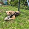 💙 Lieber Junghund Diesel sucht dich! 🐾