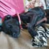 Liebevolles Zuhause für Nala gesucht